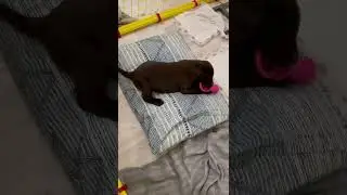 малышь дома Лабрадорчик