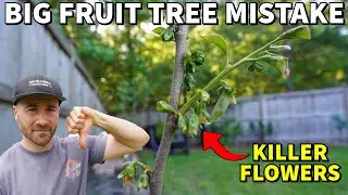 The Problem With GRAFTED FRUIT TREES: Don't Make This BIG Mistake!