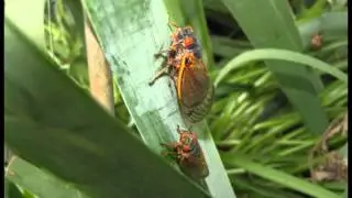 Cicadas