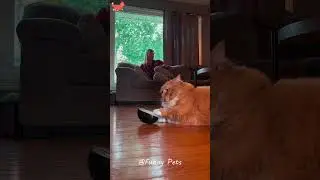 Funny short of really fat cats#shorts#short#funny#funnyshort#cat#cats#fatcats#shortvideo #funnyvideo