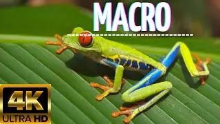 4K Video - Macro (Relaxing Music) 3840x2160 - 4K Video