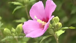 Aegukga with traditional Korean instruments, 1080p