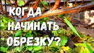 How to determine the timing of pruning grape bushes