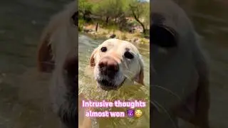 When your dog almost drowns you.. #labrador #dog #pets #dogswimming #swimming #intrusivethoughts