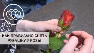 Как правильно снять рубашку с розы