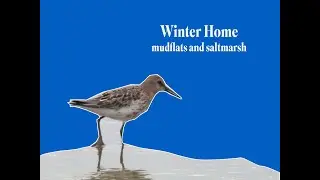 HOW SALTMARSH AND MUDFLATS HELP BIRDS IN WINTER