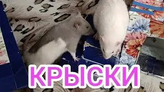 Крыски: мальчики и девочки.Делюсь хорошим настроением 😘