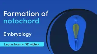 Notochord Formation | Best 3D Medical learning App | MediMagic