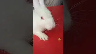 rabbit eating fries