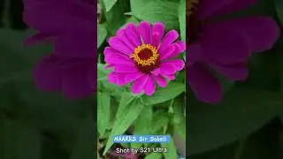S21 Ultra Macro photography | S21 Camera