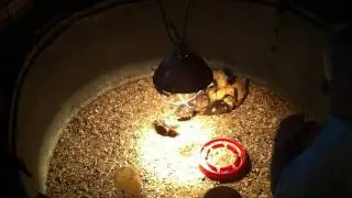 [video] Two ducks name 
