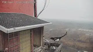 Sokół wędrowny PGE Toruń - Sroka wpadła z wizytą 😏