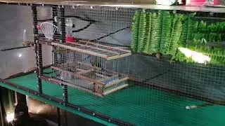 black-headed guinea pig in captivity
