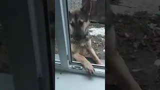 барбоскин  # дает лапу # ну настоящая овчарка #