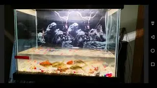 Funny Fish Dance. You will enjoy
