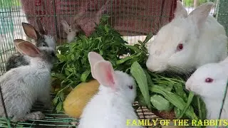 Release the rabbit into the forest with its family.