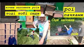 Вкрали бджоли,ящики поставили на місце / Бджільництво