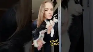 Сибирский хаски девочка родилась 23.04.22