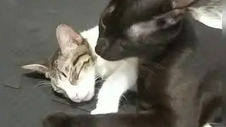 Vida de mãe em QUARENTENA 