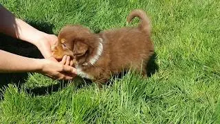 G Wurf Welpen | 5 Wochen | Soulwind Australian Shepherd Puppies