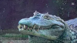 🐊 7 Fascinating Facts About Crocodiles 