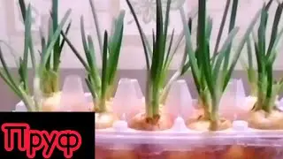 Зелёный лук в каретке из под яиц!
