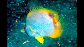 Reef Butterflyfish, 