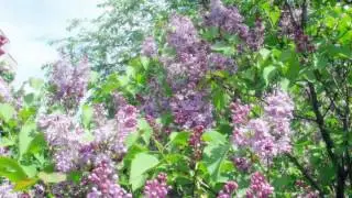 Запах сирени (The smell of lilacs)