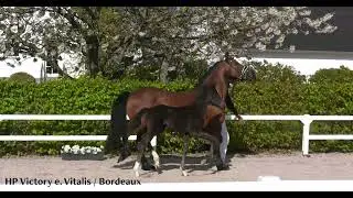 HP Victory colt by Vitalis x Fürst Romancier x Bordeaux from the Gesine line