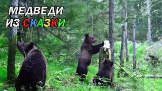 Медведи пришли на солонец, чтобы соль украсть. Фотоловушка (2024)