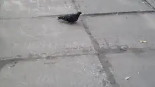 Голубь