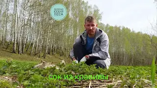 Сок из крапивы