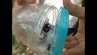Viuda negra (Latrodectus mactans)