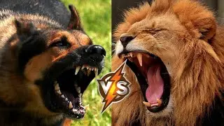 Battle of Dogs and Wild Animals Dog vs. Wolf, Dog vs. Lion, Dog vs. Bear