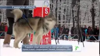 Собачья работа. Активная жизнь 26 01 2015