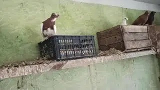 голубятницы !!!!!!!!!!!!!!