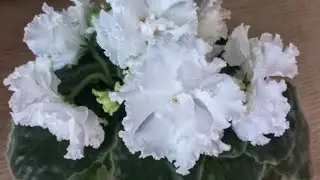 Белоснежки!😍 Цветущие фиалки НК - Хлопок и ЕК -Белый Мустанг. Цветы 6-7 см !!!//#Africanviolets