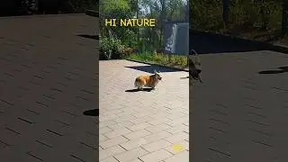 #dog | hi nature short #shorts