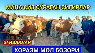 ОНА БОЛА СИГИРЛАР ЭГИЗАК ТУҒАДИГАН СИММЕНТАЛ КЕЛДИ ХОРАЗМ УРГАНЧ ҒОЙБУ МОЛ БОЗОРИ 26-май 2024 г.