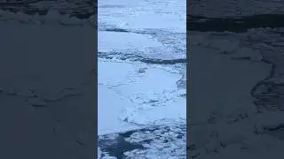 Нас ждёт экспедиция на Атомном ледоколе!