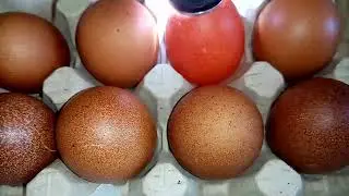 March egg production report! Answering viewers' questions!