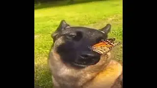 dog with butterfly on nose(I have no enemies)