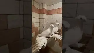 двухчубые