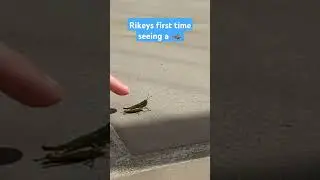 Riley's first cricket 🦗 #bug #insect #cricket #animal