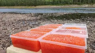 Spawning of PINK SALMON in August 2021 / Varzuga