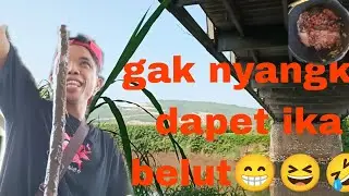 Mancing Ikan Bader-_Sirip+Merah Ko dapet belut Muara Aneh-Tapi Nyata