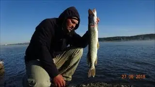 Щука в сентябре на водохранилище.