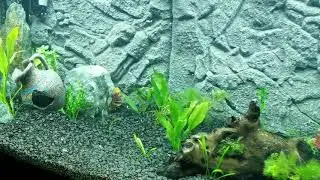 Aquarium 3D Rock Background Juwel