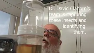 What Missourians need to know about mosquitoes
