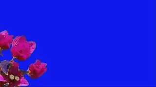 green screen flowers